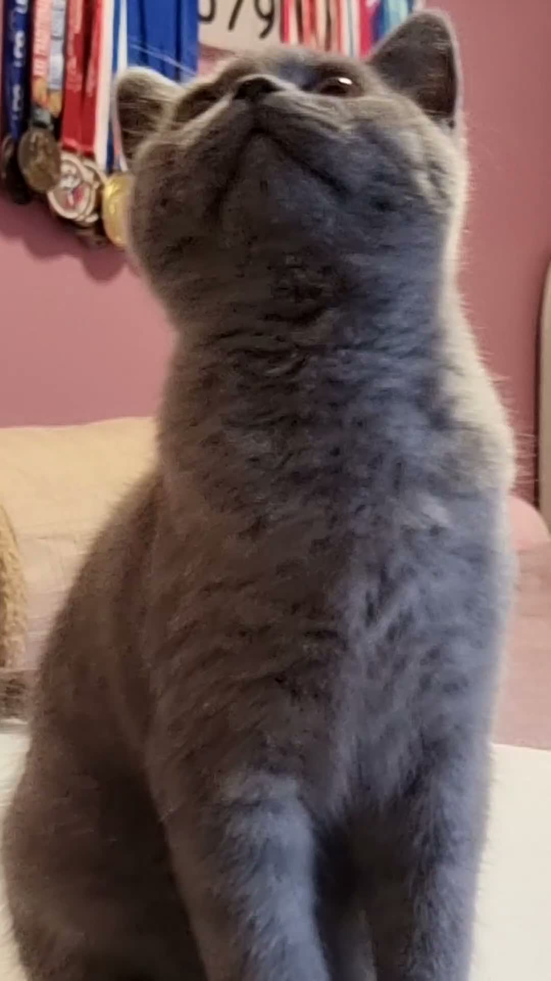 British Shorthair cats for sale: REDUCED PRICE available BSH kittens!!! - Video 2