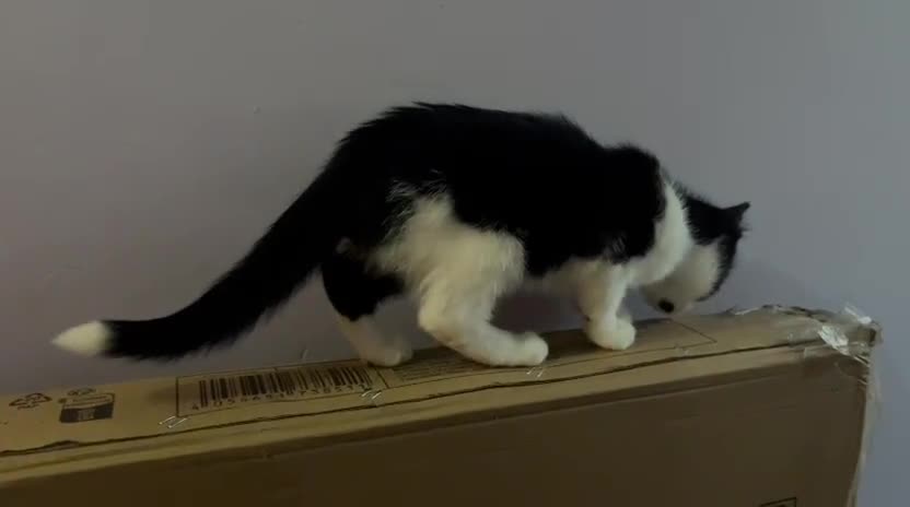Mixed Breed cats for adoption: Rescue Brothers 6 months need forever home - Video 1