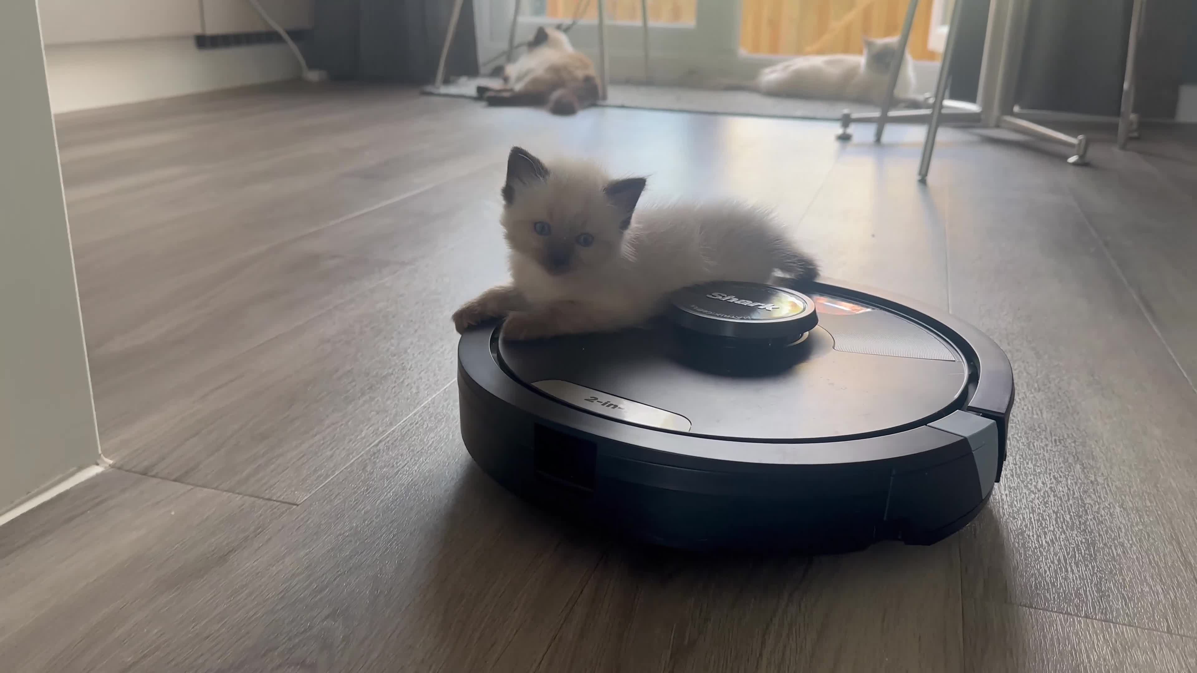 Ragdoll cats for sale: Ragdoll Kittens, Ready Now - Video 4