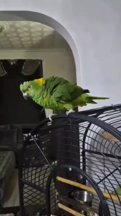 Budgerigars birds for sale: Tame yellow nape amazon for sale! - Video 1