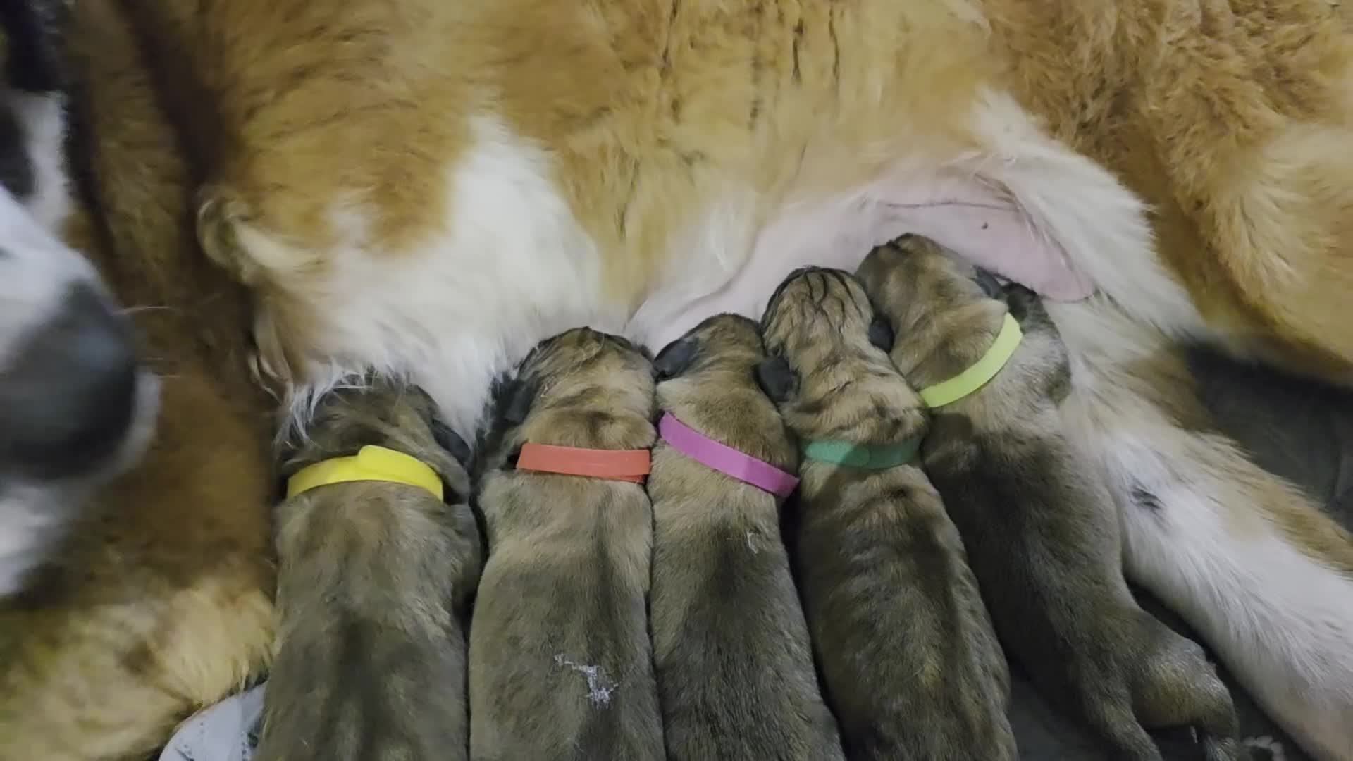 Dogue De Bordeaux dogs for sale: Beautiful puppies looking for forever homes  - Video 1