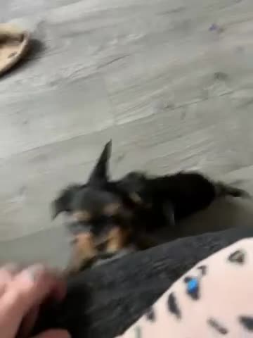 Yorkshire Terrier dogs for sale: ‼️ Litter of 5 Yorkies ‼️ ONLY 3 GIRLS LEFT ‼️ - Video 1