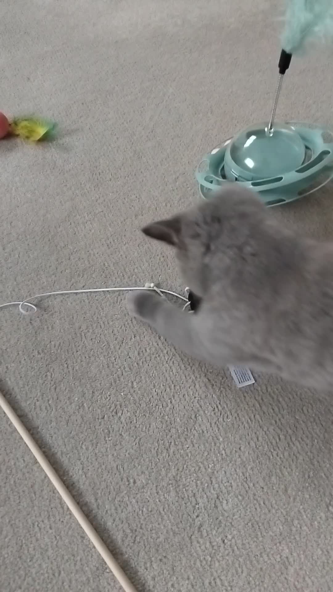 British Shorthair cats for sale: Female british shorthair kitten - Video 2