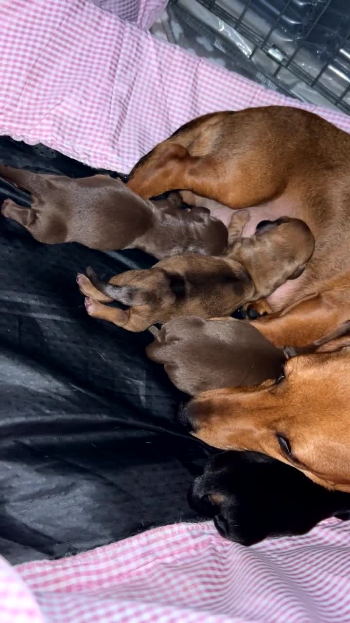 Miniature Dachshund dogs for sale: Miniature dachshund 🐶🩷🩵 - Video 2