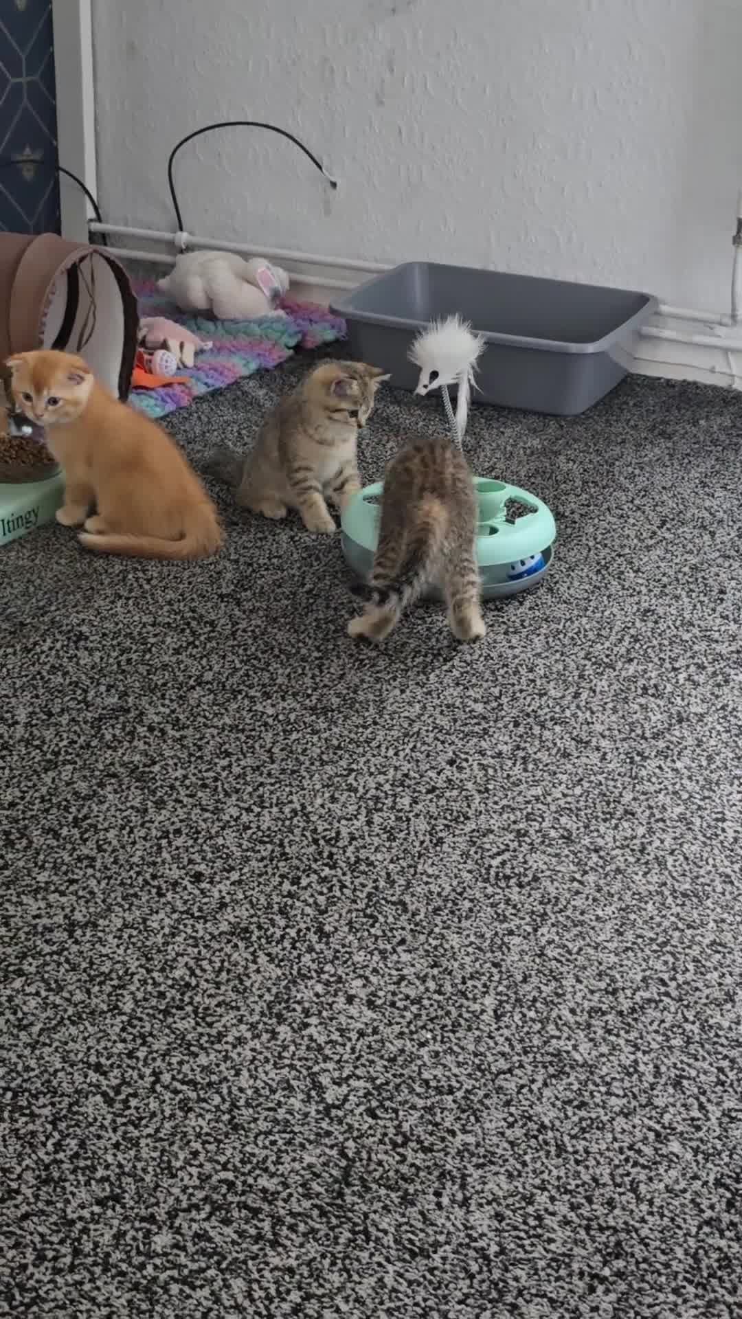 Scottish Fold cats for sale: Scottish fold litter due early September - Video 2