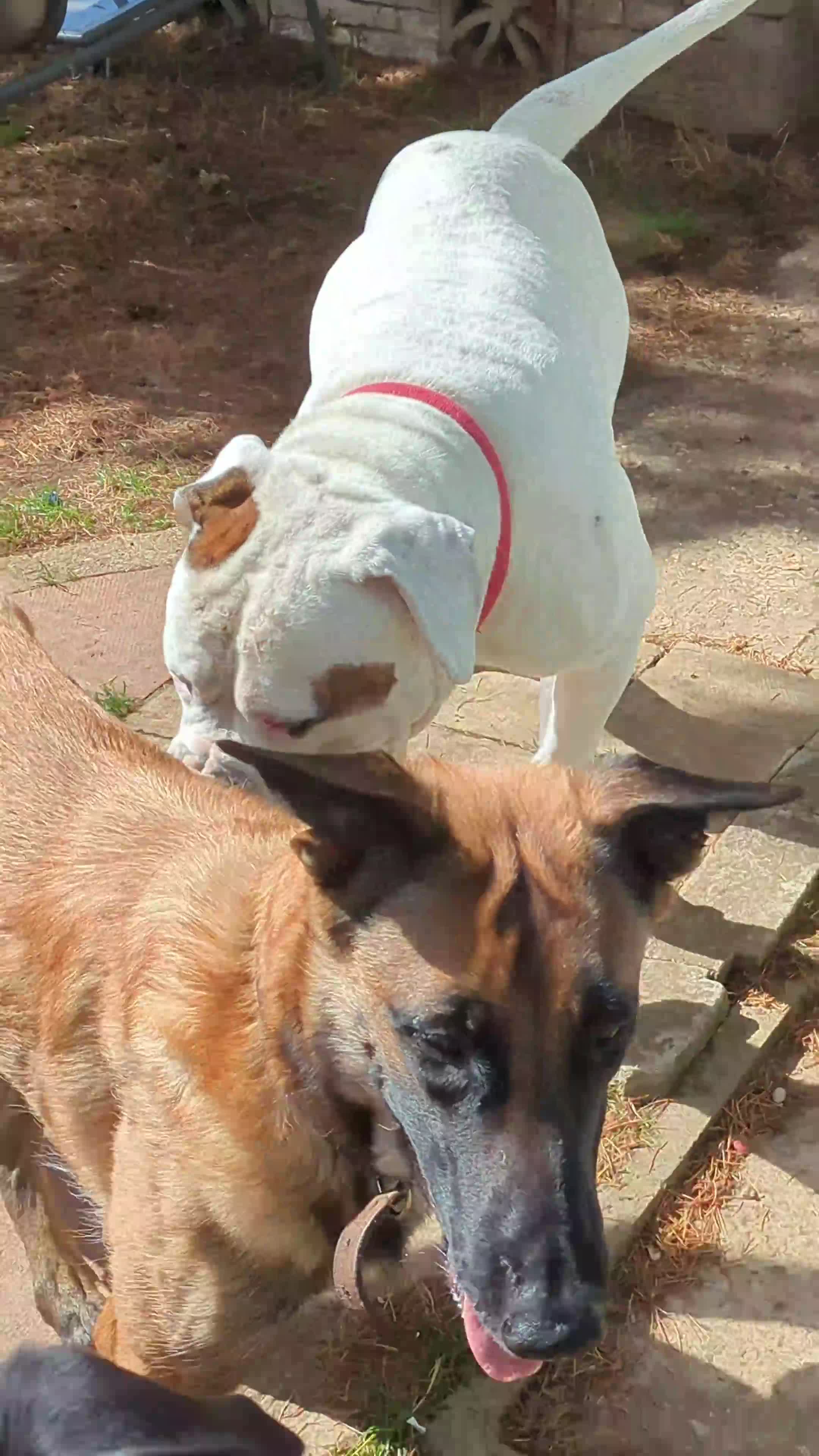 Mixed Breed dogs for sale: American bulldog x Belgian Malinois  - Video 2
