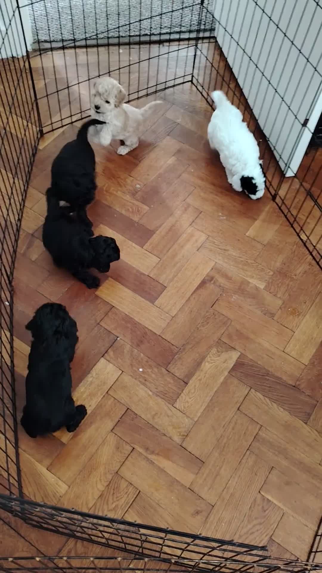 Mixed Breed dogs for sale: 5 Beautiful cocker poochon puppies for sale 😍 - Video 1