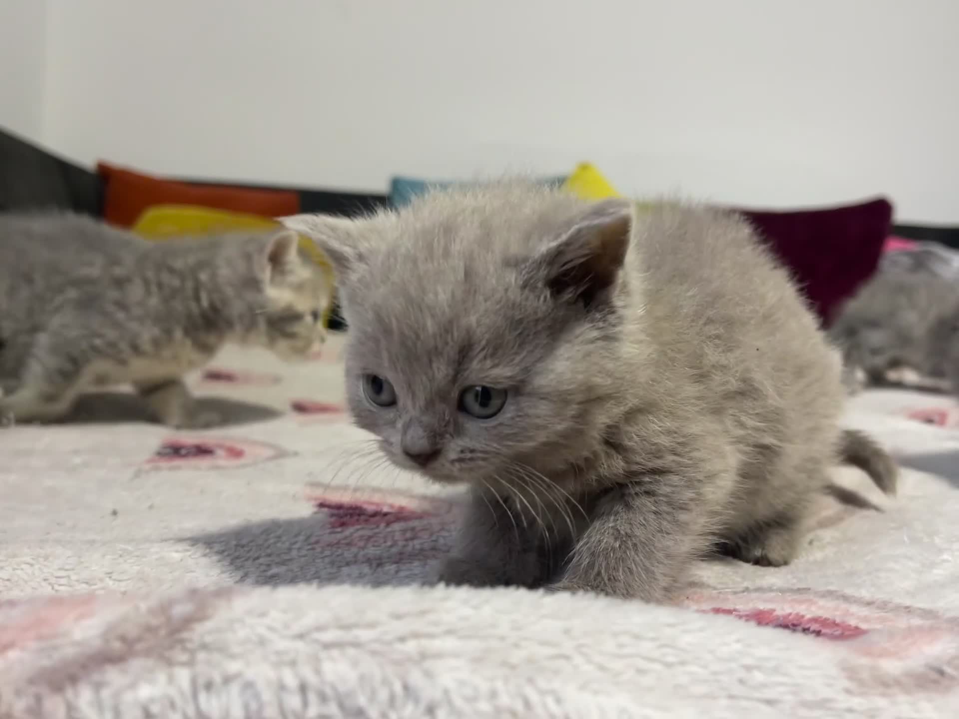 British Shorthair cats for sale: British shorthair kittens responsibly bred - Video 3