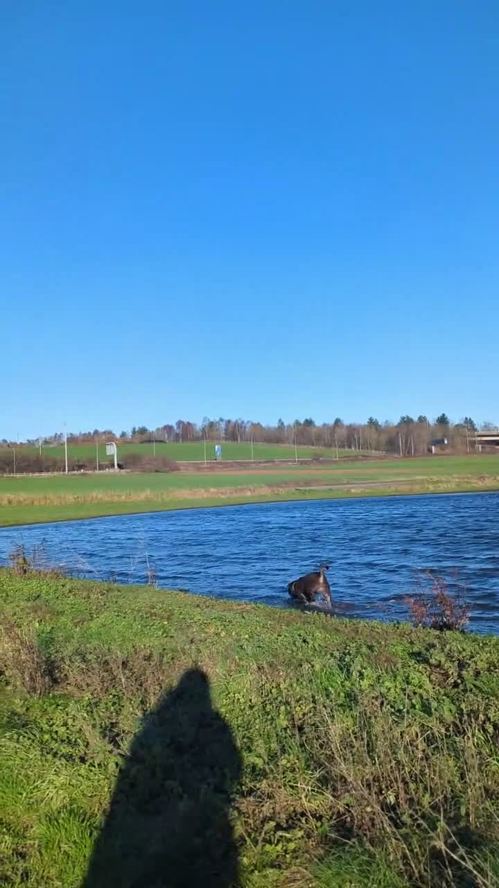 Shar Pei dogs for sale: Urgent ⚠️ Loving Shar Pei x Staffie Needs Home ❤️ in Bromsgrove - Video 1