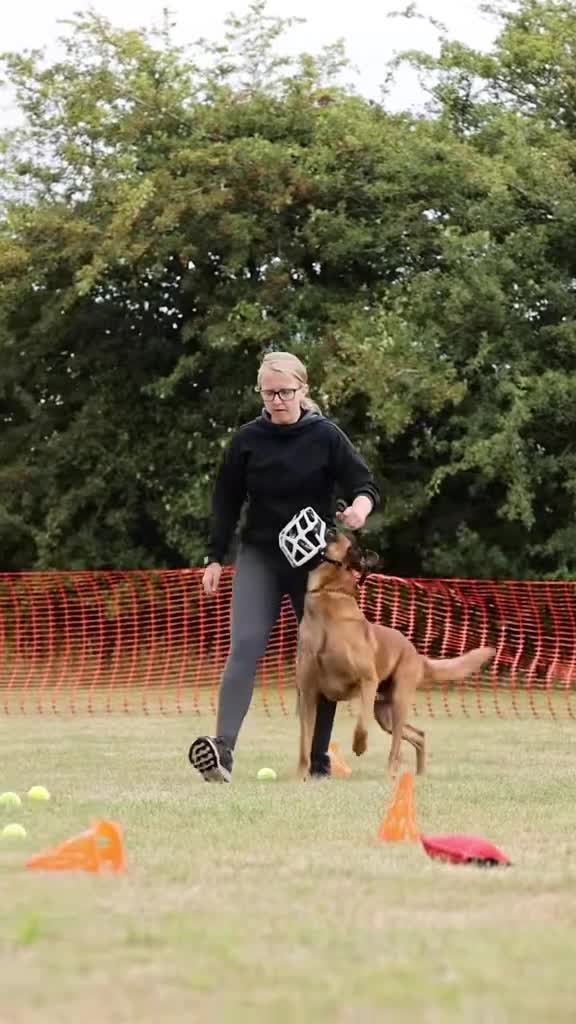 Belgian Shepherd Dog dogs for stud: Health tested KC Belgian Malinois for stud  - Video 1