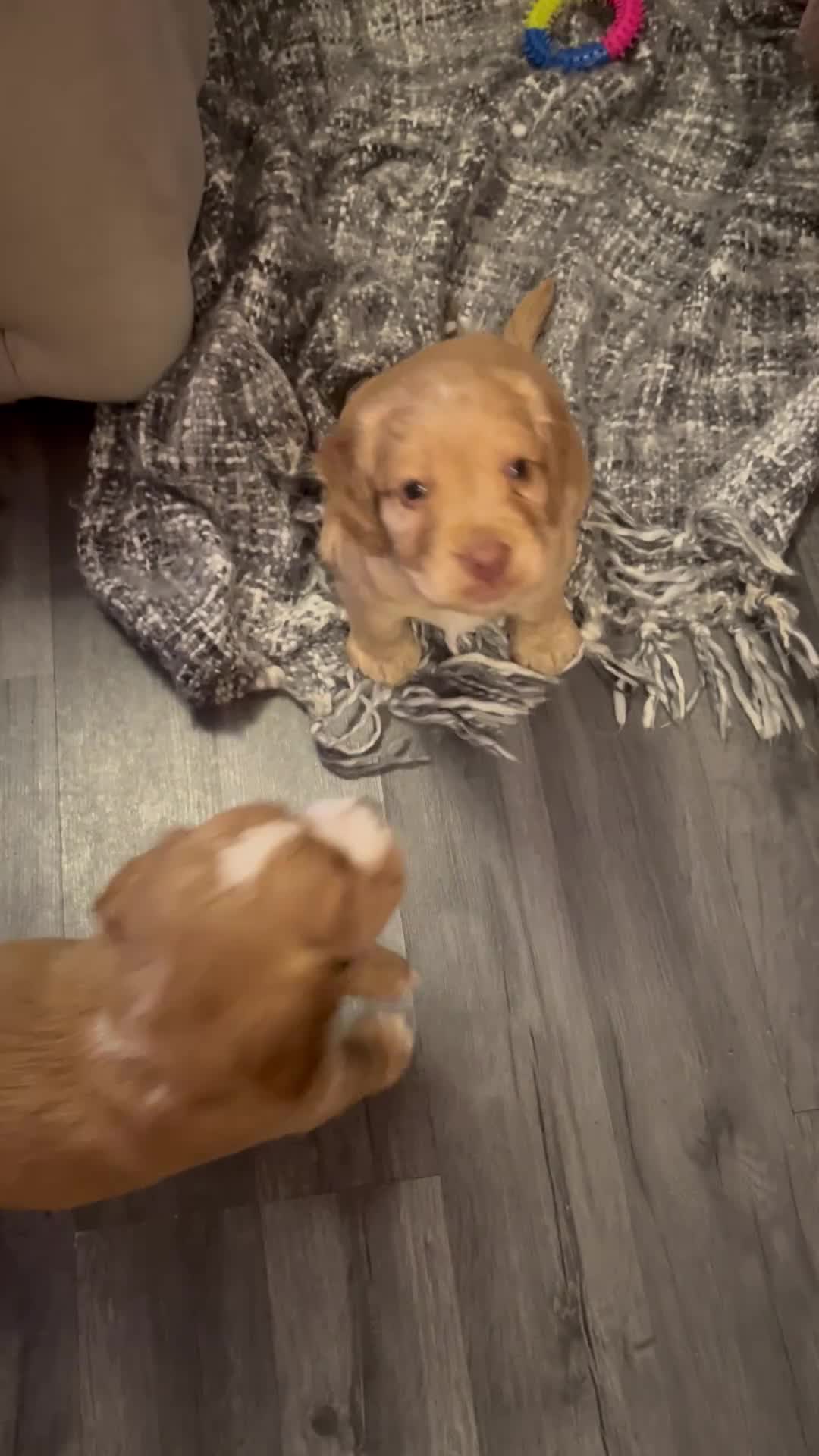 Cocker Spaniel dogs for sale: Pedigree Cocker Spaniels SOLD - Video 1