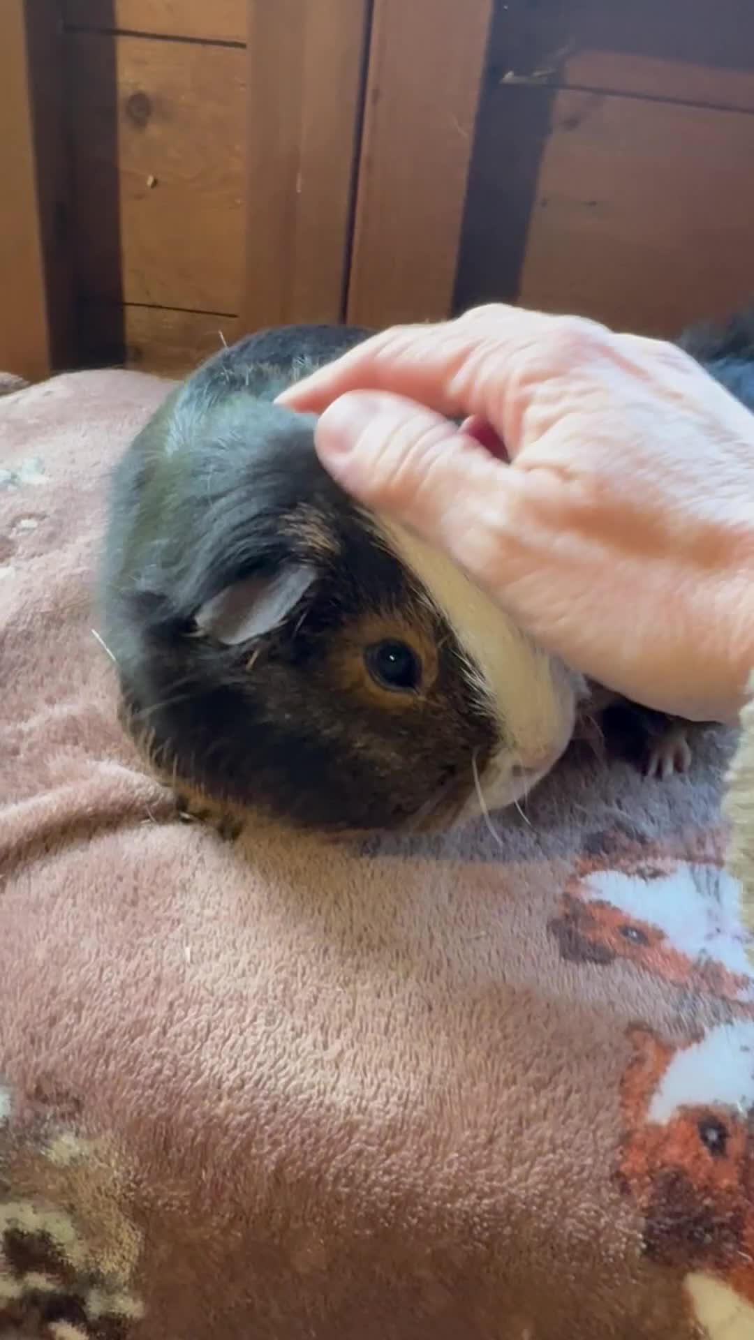 Guinea Pig rodents for sale: Baby Guinea Pigs  - Video 1