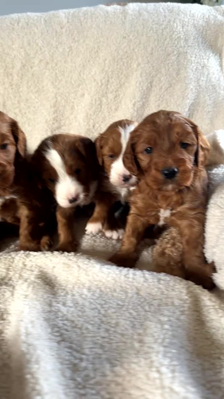 Australian Labradoodle dogs for sale: Stunning Miniature Australian Labradoodles - Video 1