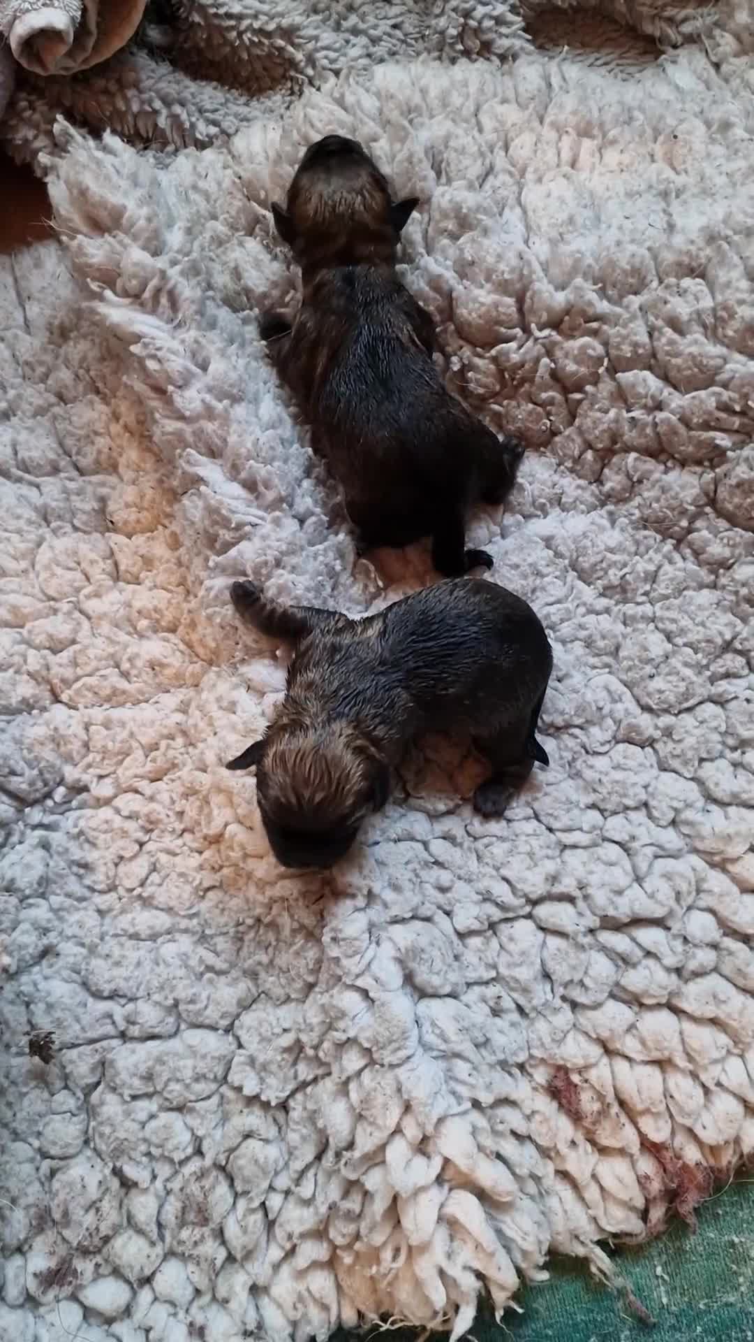Border Terrier dogs for sale: TOP QUALITY BORDER TERRIER PUPPYS.  - Video 1