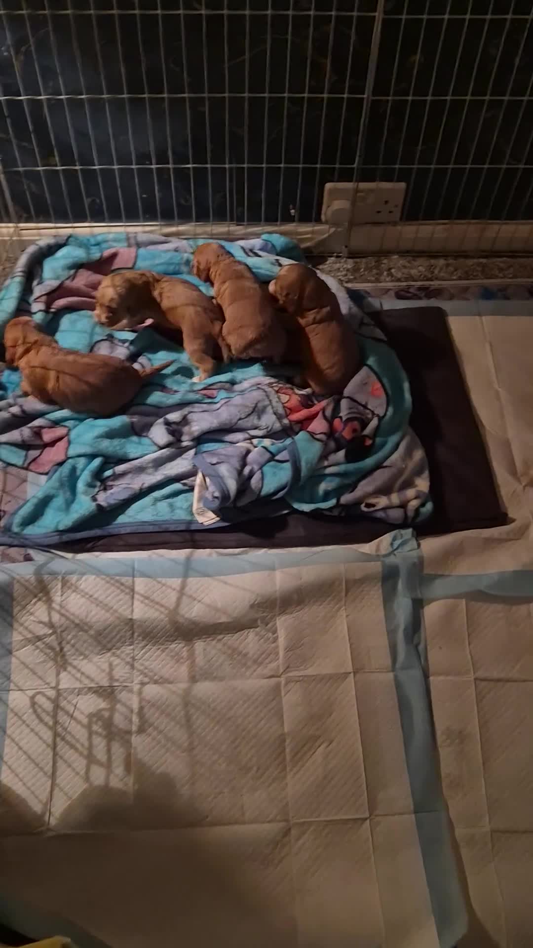 Cockapoo dogs for sale: Ready to leave in 3 weeks beautiful cockapoo pups - Video 1