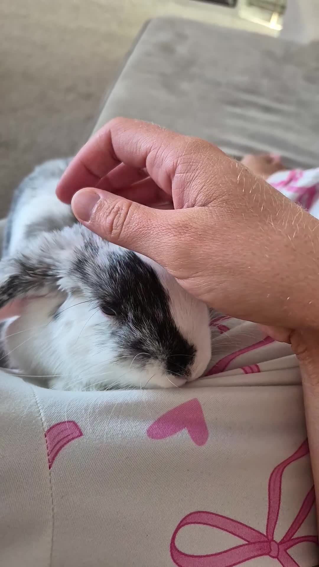 Mini Lop rabbits for sale: Britney Henderson  in Wellingborough - Video 1