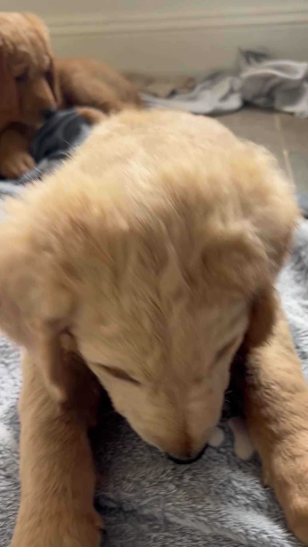 Double Doodle dogs for sale: READY FOR THEIR FOREVER HOMES double/goldendoodles - Video 2