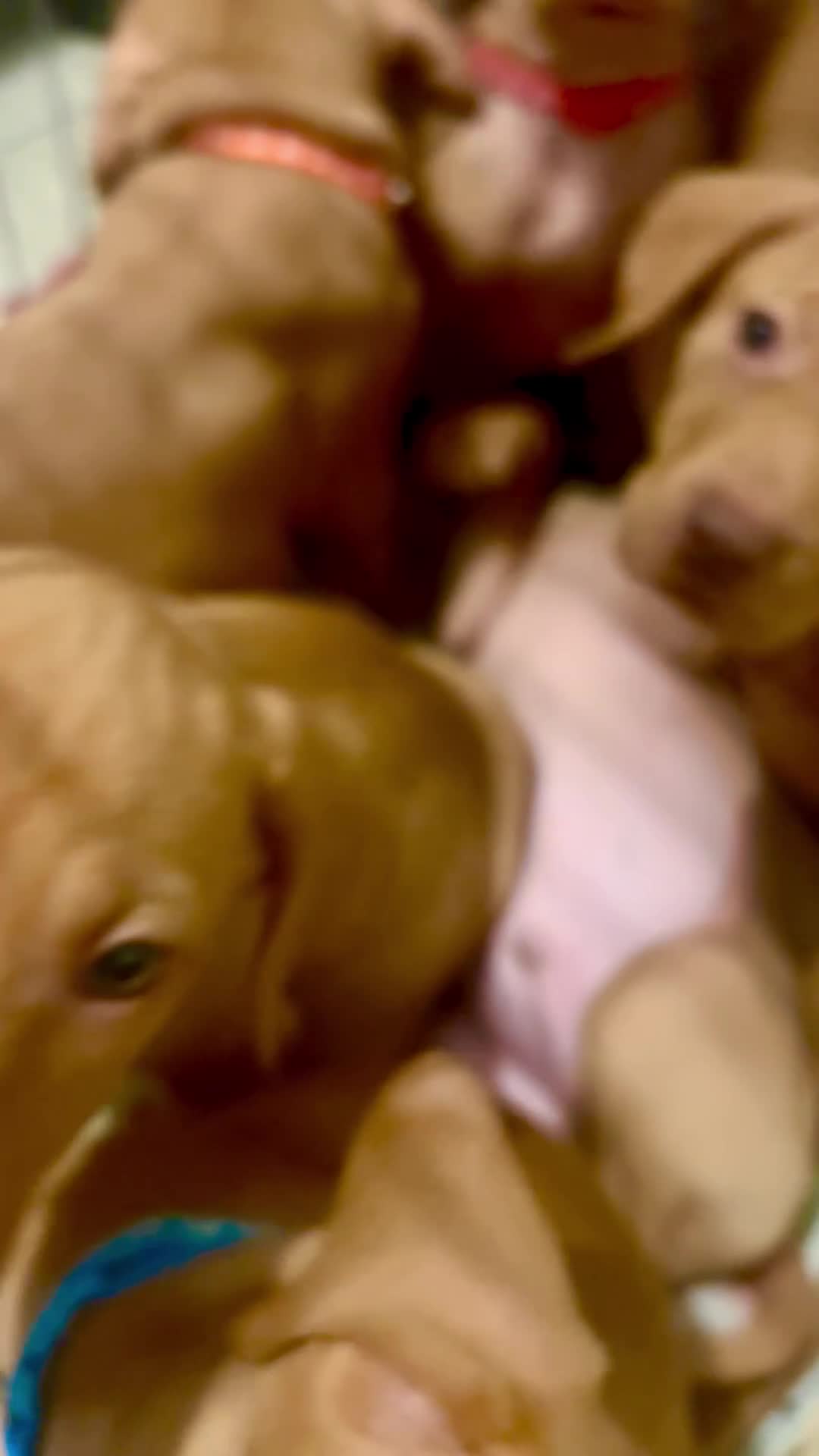 Hungarian Vizsla dogs for sale: Pedigree Hungarian Vizsla’s !! 🐶🐶 - Video 3