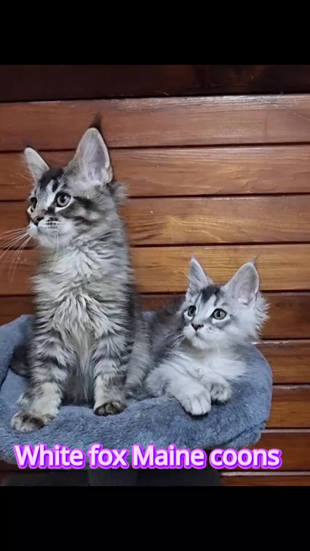 Maine Coon cats for sale: GCCF Pedigree Maine Coon Kittens for sale  - Video 1