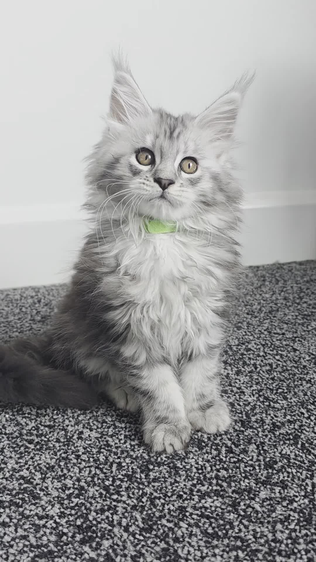 Maine Coon cats for sale: Maine coon pedigree kittens  - Video 4