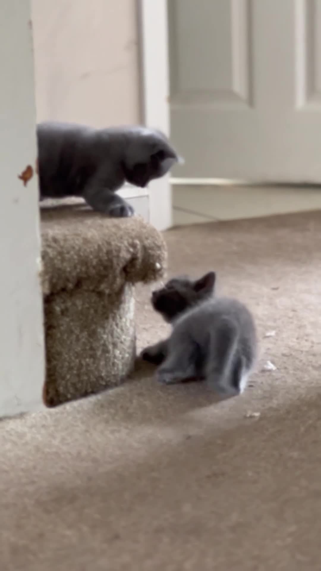 British Shorthair cats for sale: British short hair  - Video 3