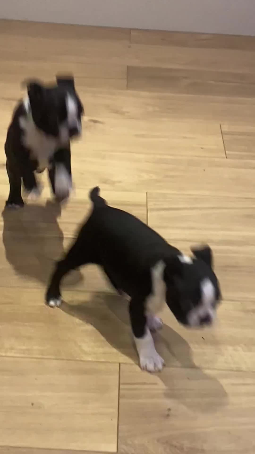 Boston Terrier dogs for sale: Female Boston terrier - Video 1