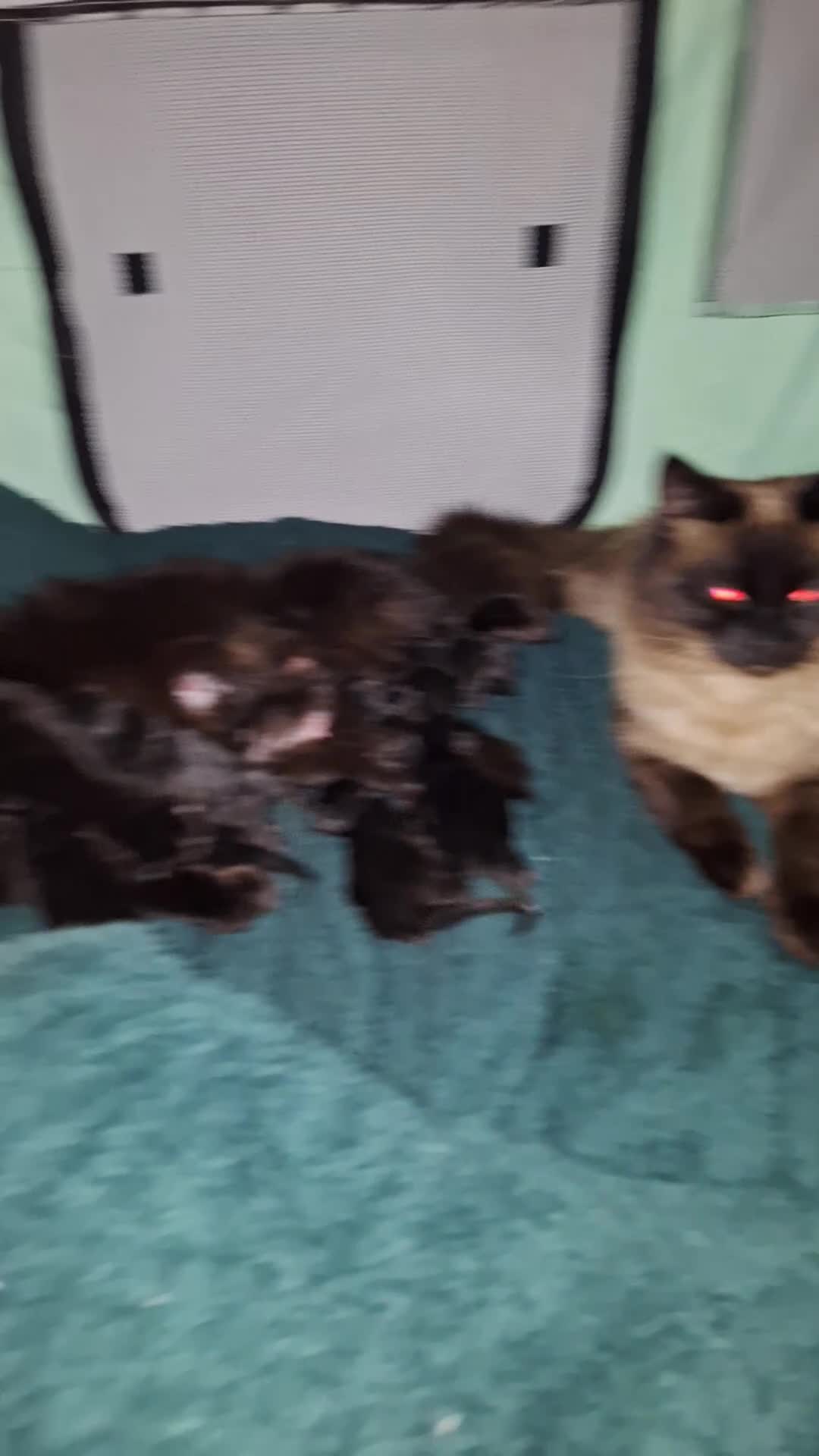 Ragdoll cats for sale: Ragdoll x Bombay  - Video 1