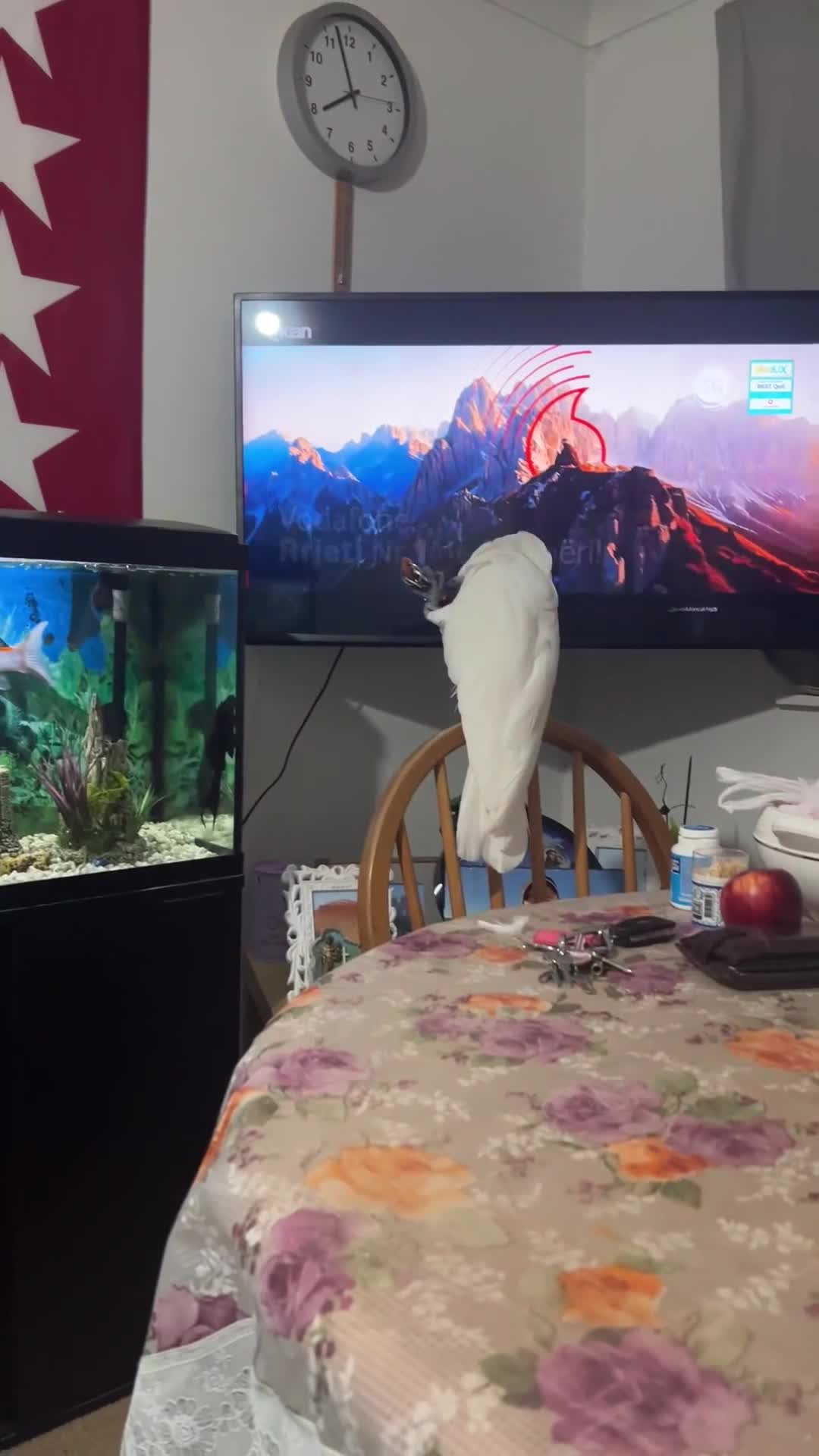 Cockatoo birds for sale: Name - Baby - Video 1