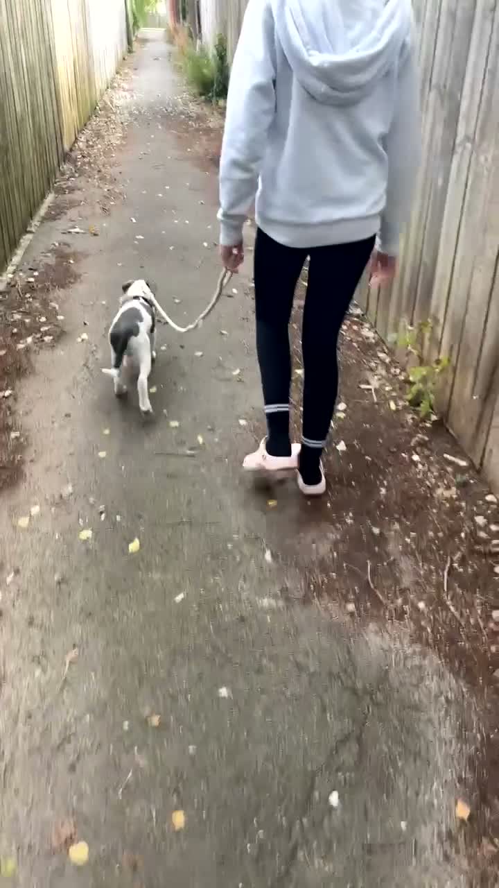 Mixed Breed dogs for sale: Staffy X American Bulldog Puppy - Video 3