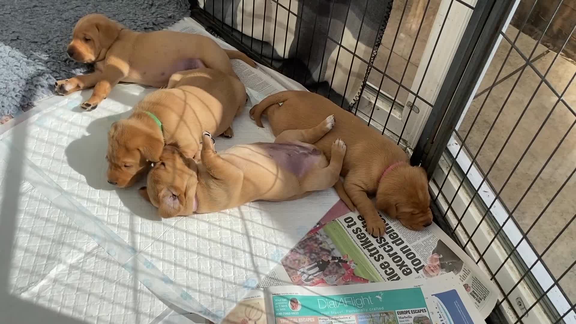 Labrador Retriever dogs for sale: Labradore puppies for sale  in Warwick - Video 3