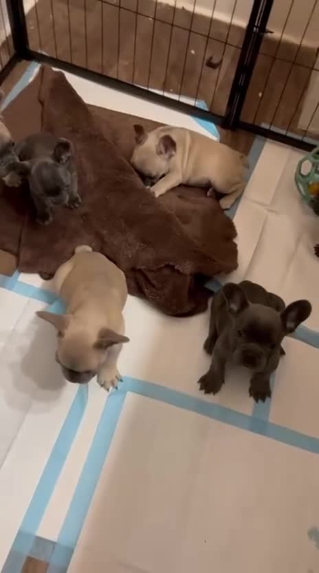 French Bulldog dogs for sale: French Bulldog Puppies for sale - Video 2