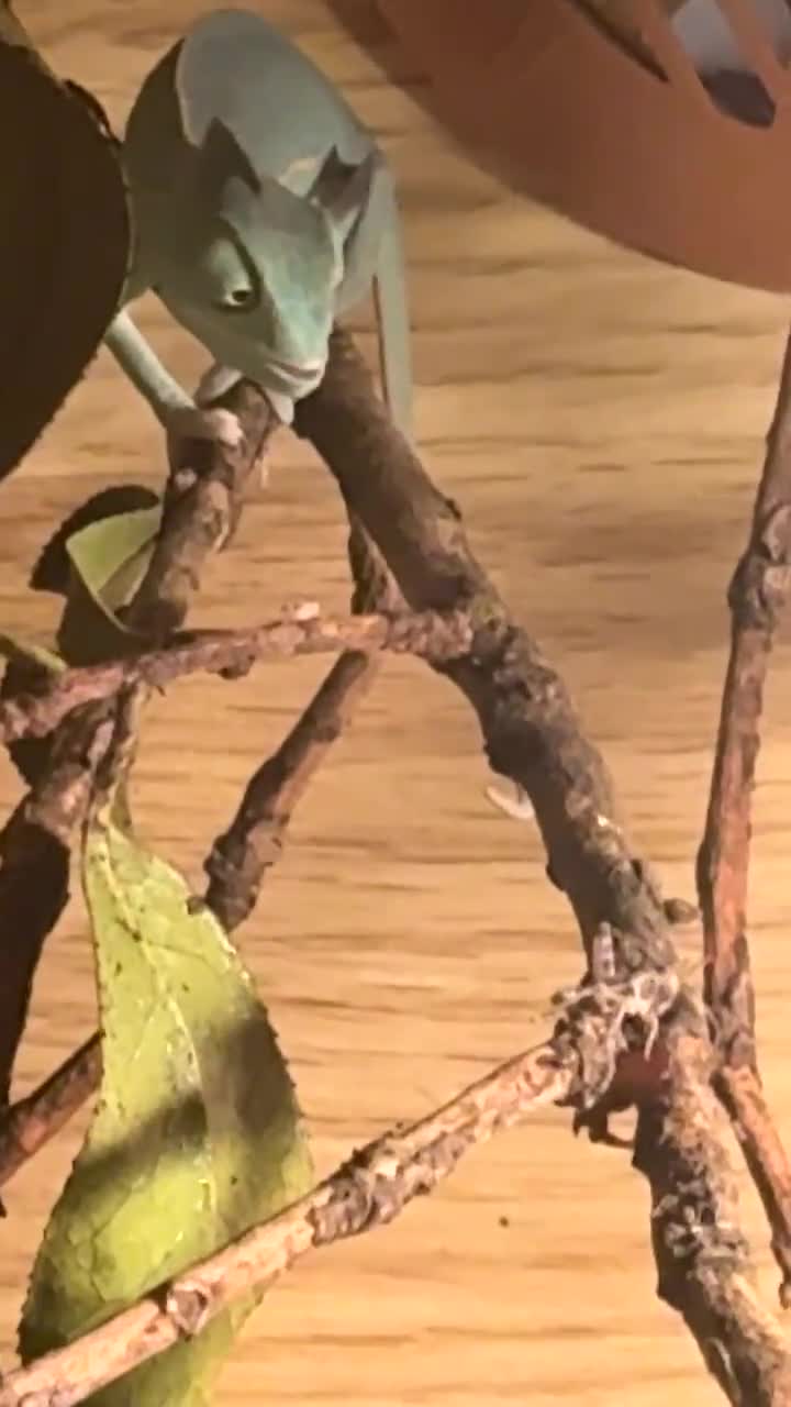 Chameleon reptiles for sale: Chameleon - Video 1