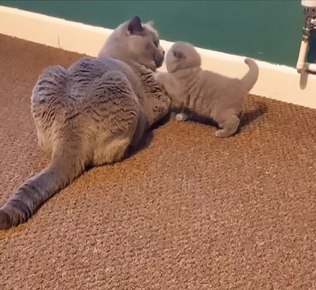 British Shorthair cats for sale: ⭐️ Exceptional GCCF registered kittens ⭐️ in Abertillery - Video 3