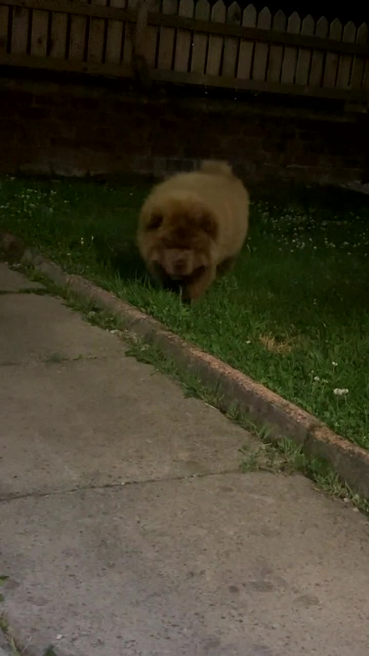 Chow Chow dogs for sale: Scooby chocolate chow  - Video 1
