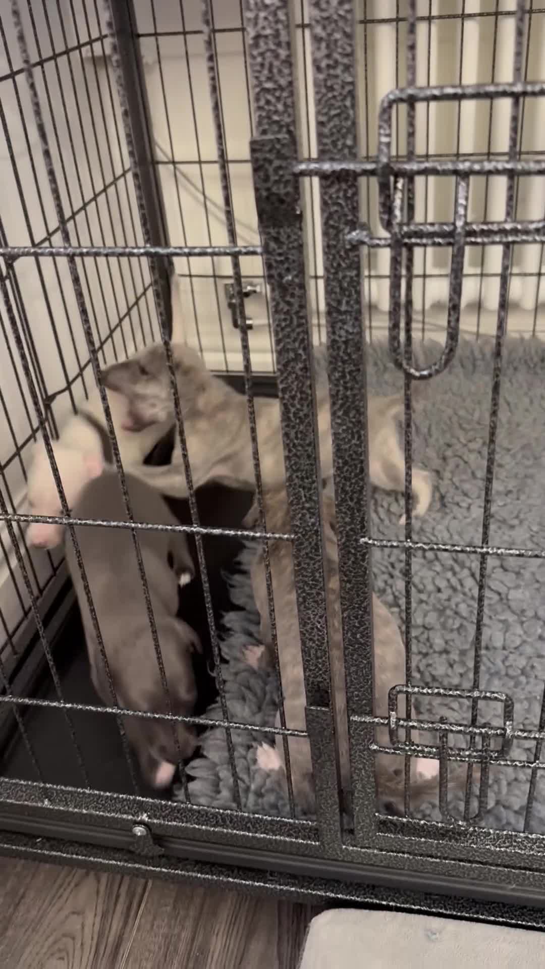 Whippet dogs for sale: KC Registered Whippet Puppies - Video 1