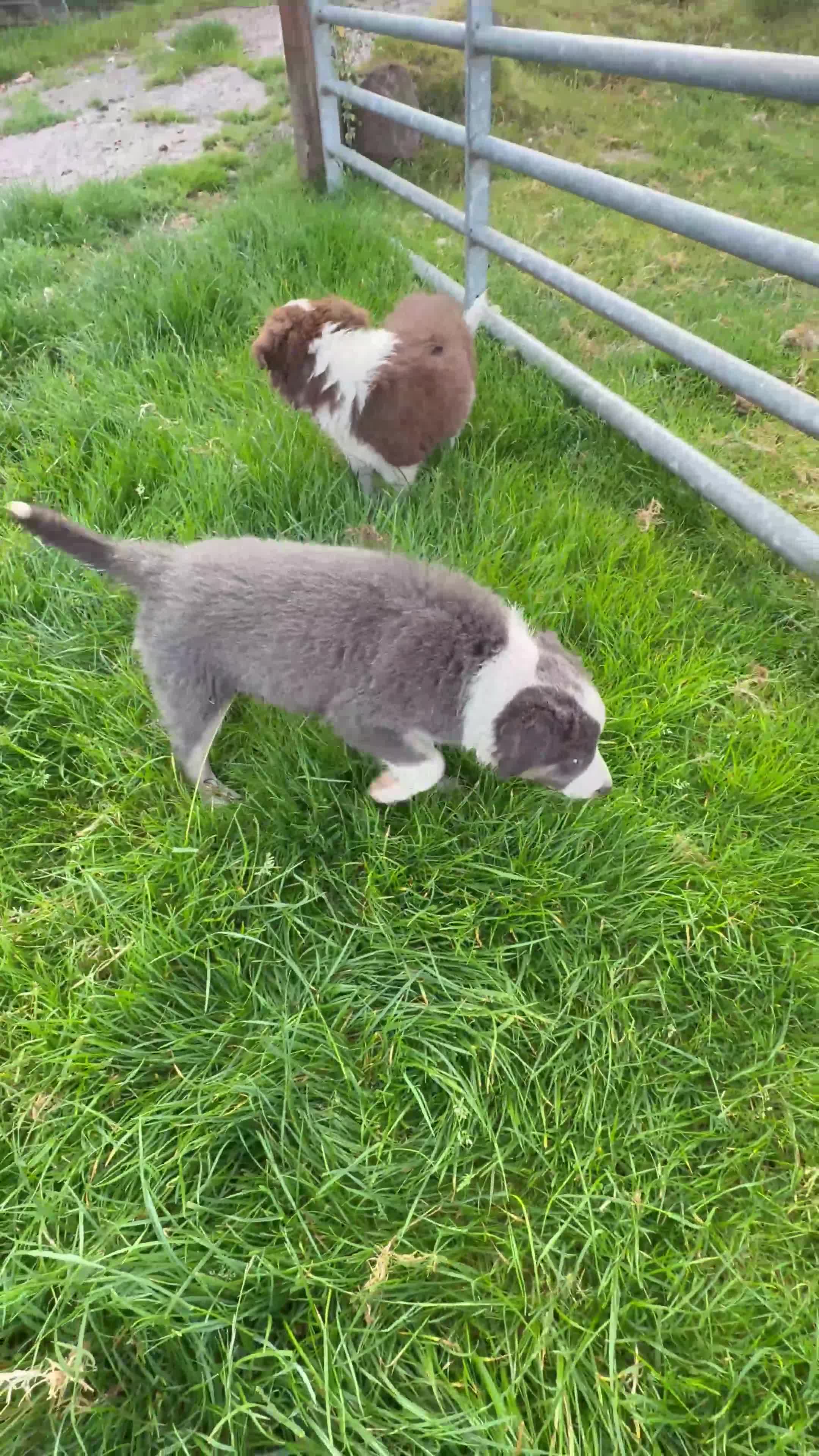 Welsh Collie dogs for sale: Stunning Welsh Border Collie Puppies – Rare Colour - Video 2