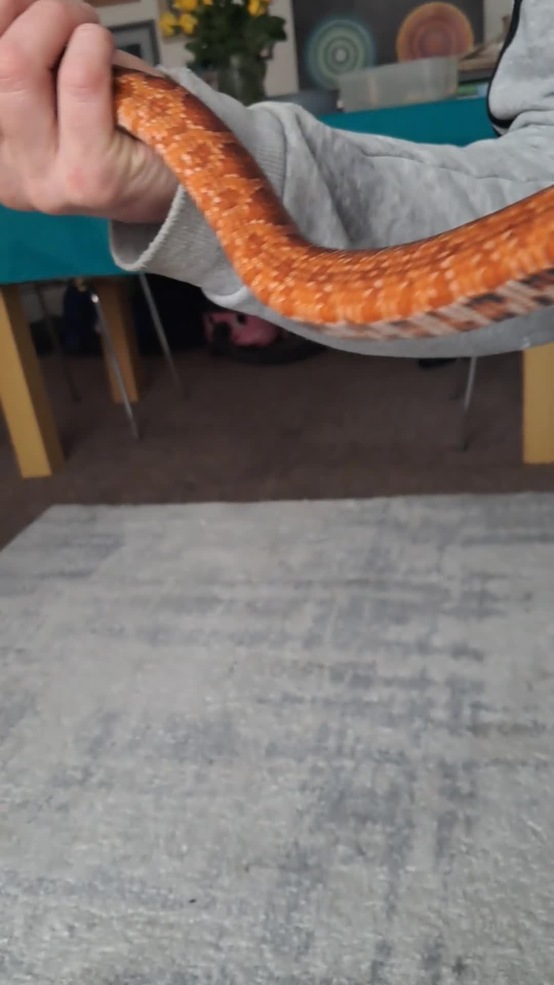 Corn Snake reptiles for sale: Calefornian Caramel Corn Snake - Video 2