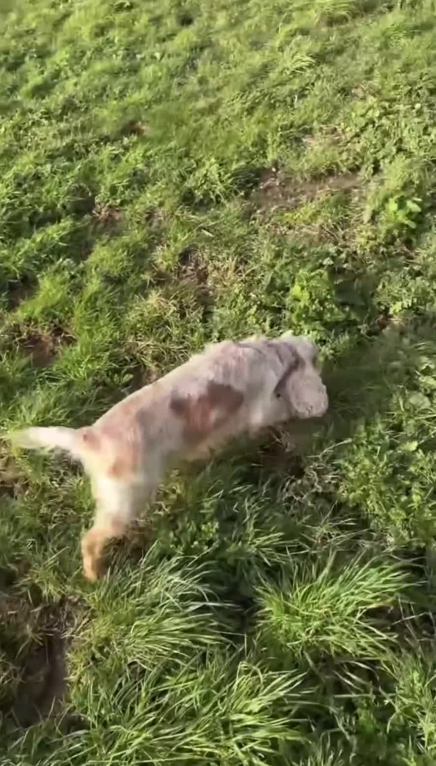 Cocker Spaniel dogs for sale: Our beloved Toffee  - Video 1