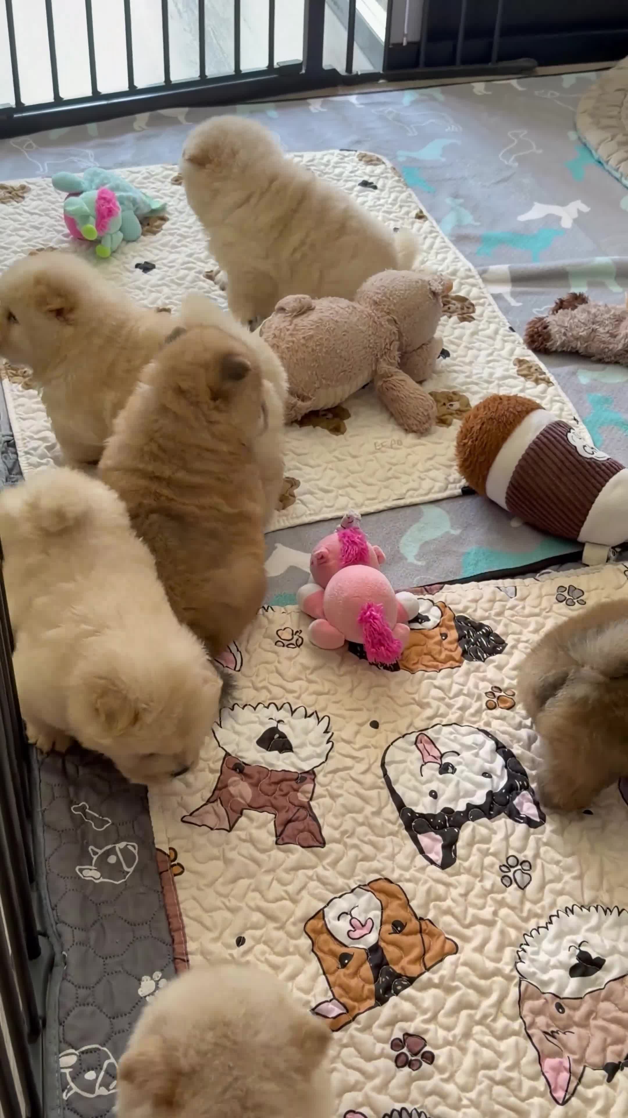 Chow Chow dogs for sale: 🧸Beautiful chow chow puppies 🧸 - Video 1