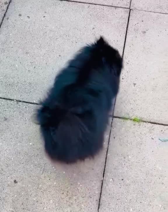 Pomeranian dogs for sale: Pomeranian puppies  in Birmingham - Video 1