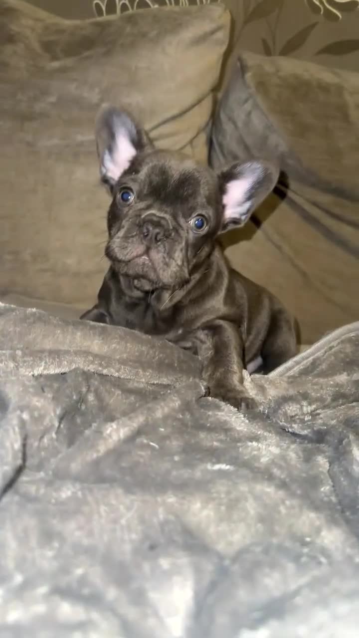 French Bulldog dogs for sale: Kc Registered French bulldog male last one in Leeds - Video 2
