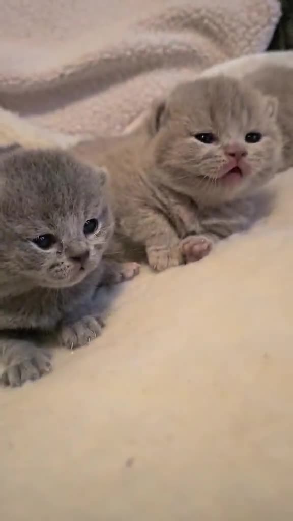 British Shorthair cats for sale: High-Quality British Shorthair Kittens GCCF🐾 - Video 4