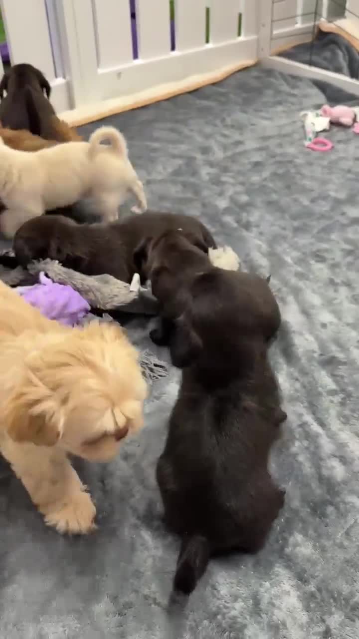 Mixed Breed dogs for sale: ADORABLE LITTER OF SHIH TZU/CHIHUAHUAS - Video 3