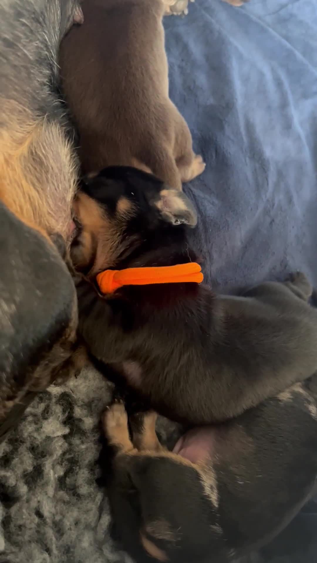 Miniature Dachshund dogs for sale: Black & tan boy, KC reg, PRA clear, low coi score - Video 1
