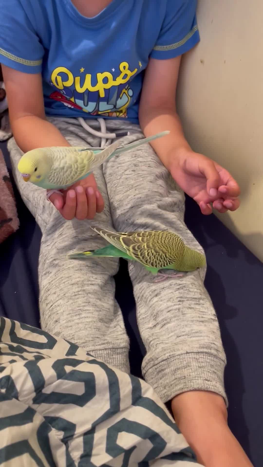 Budgerigars birds for sale: 2 Hand tamed budgies + cage  - Video 2