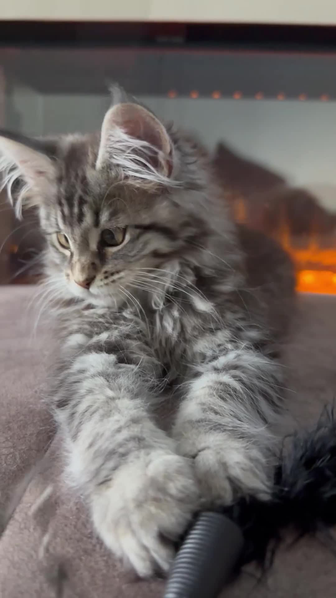Maine Coon cats for sale: XL Russian Cubs 🇷🇺 ❤️ - Video 5