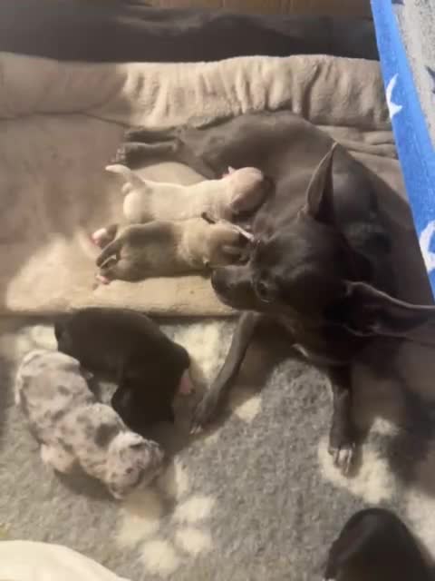 Chihuahua dogs for sale: 4 Stunning Male Apple Head Chihuahua Puppies - Video 1