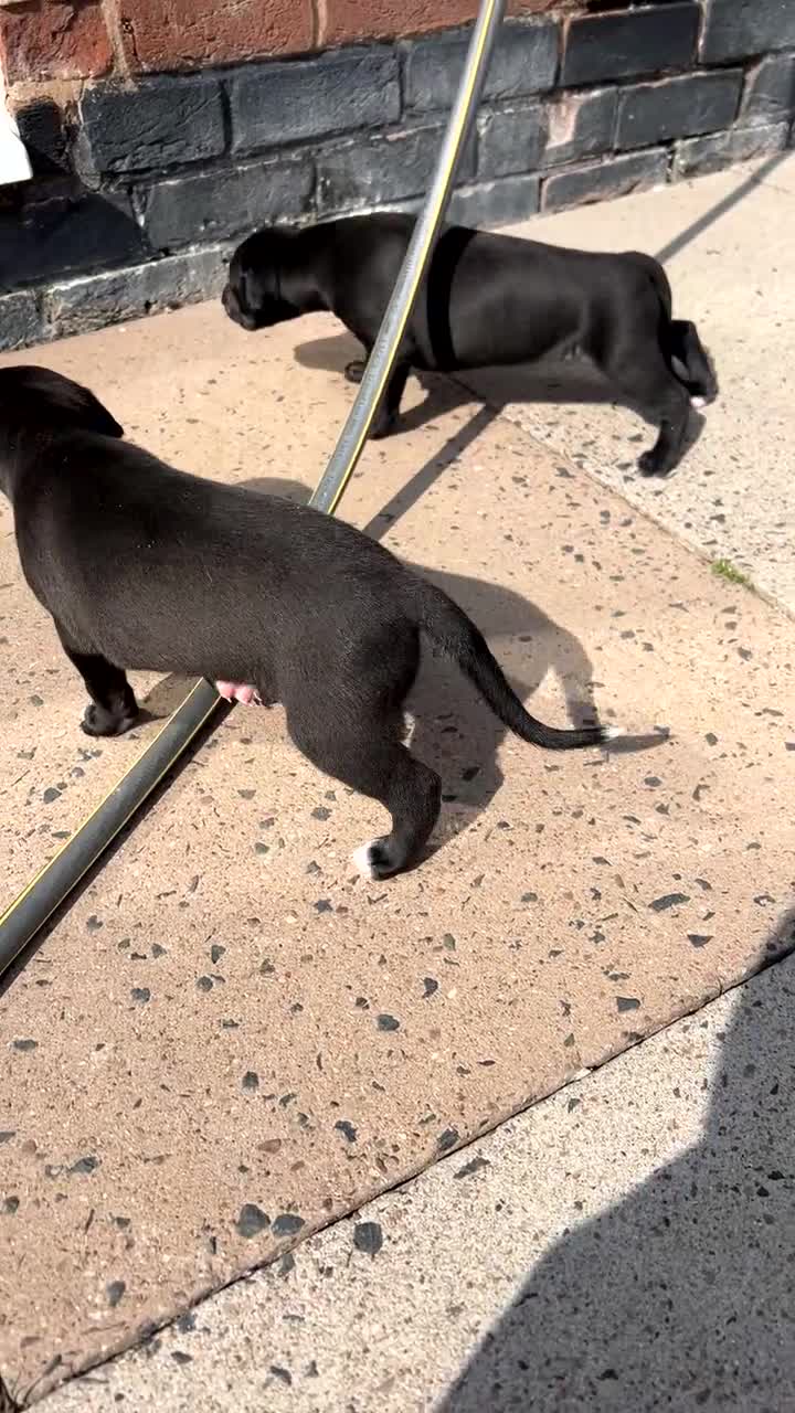 Whippet dogs for sale: 3 Whippets available from 10/09/25 - Video 4
