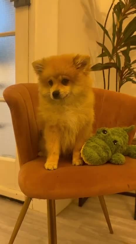 German Spitz dogs for sale: Two beautiful puppies in need of a loving home. - Video 1