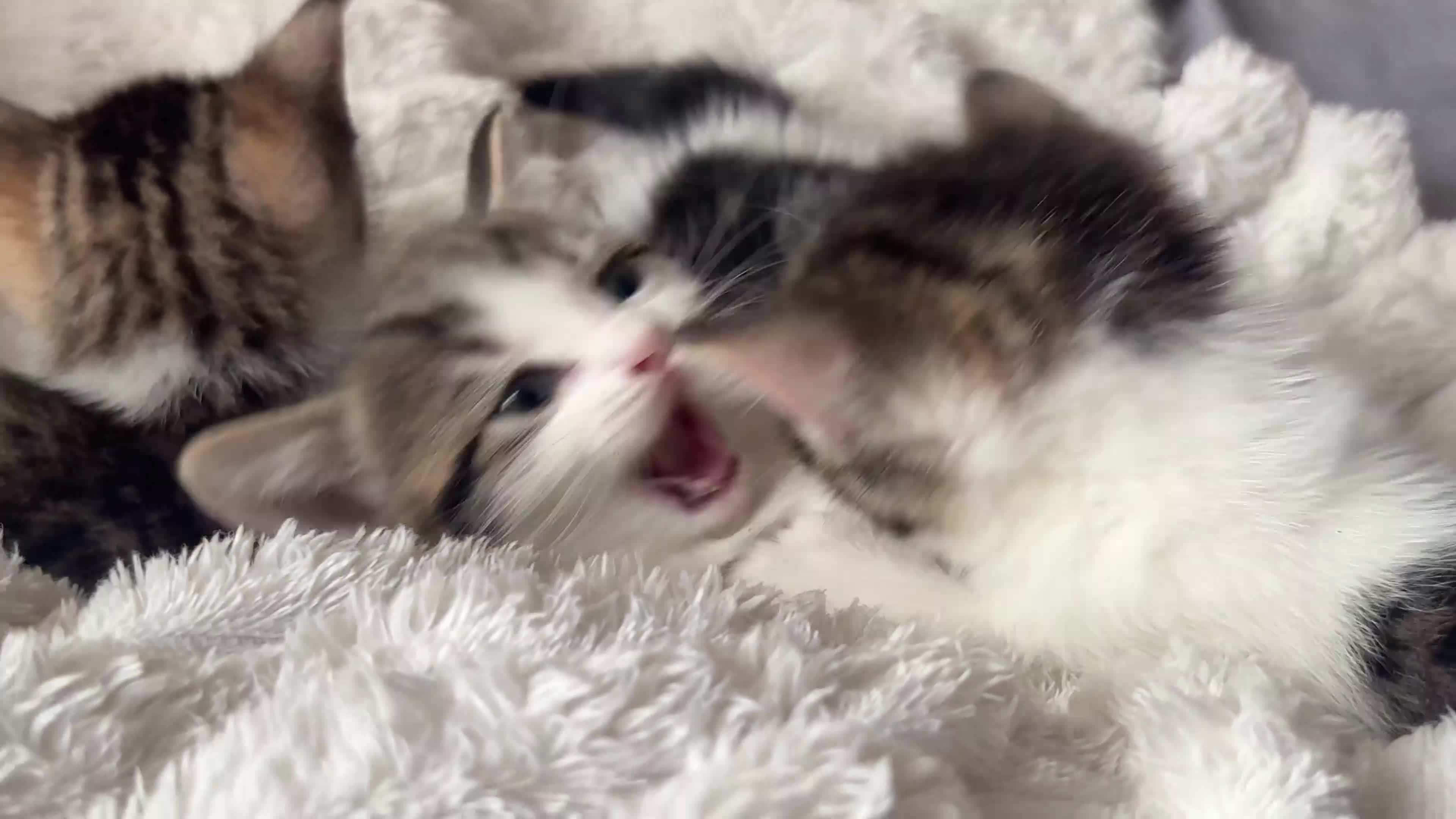Domestic Shorthair cats for sale: 7 Bundles of fur 🤍🐾 - Video 2